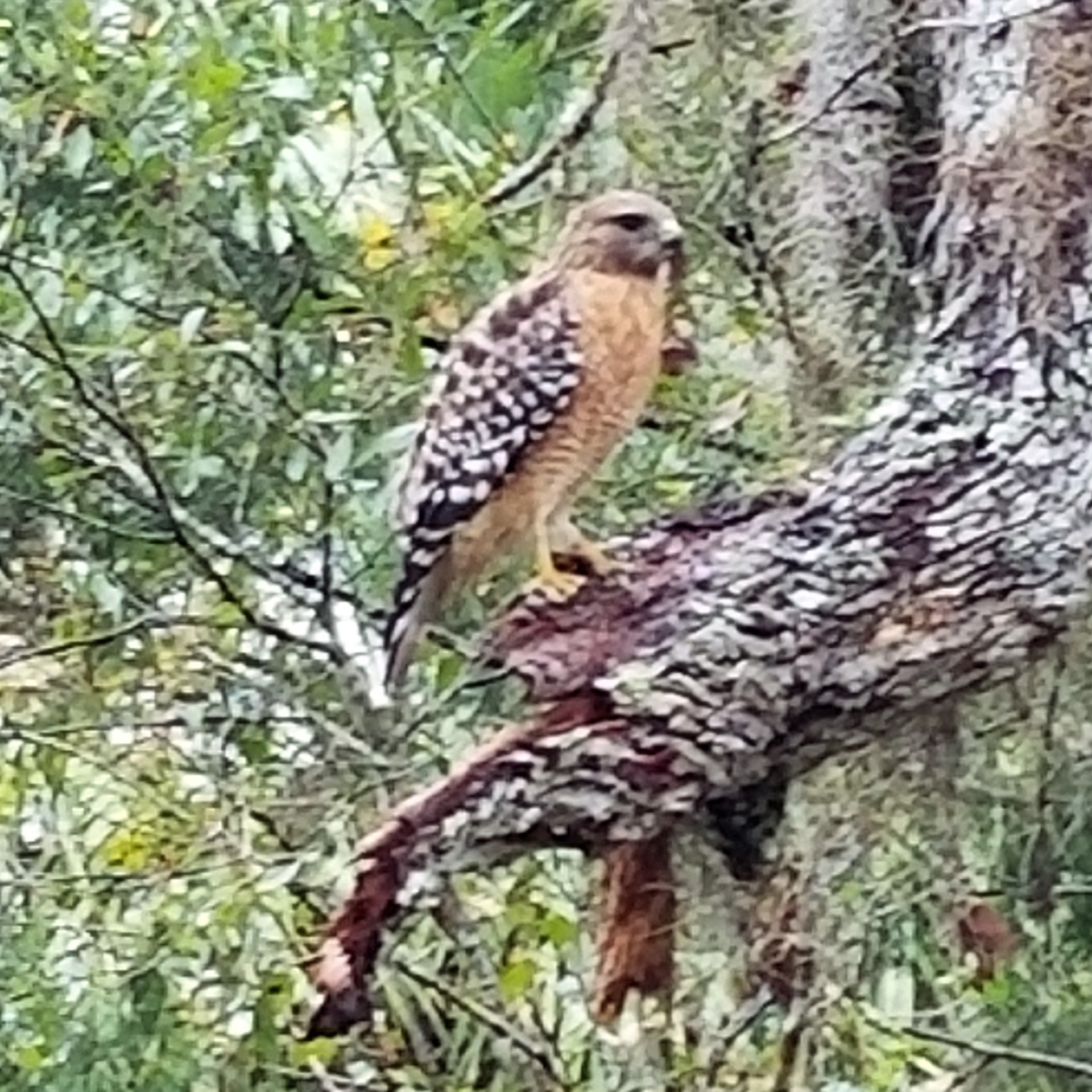 20171209_090806 (2).jpg